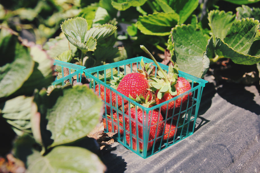 Superfood Tips: All Things Berry Good!