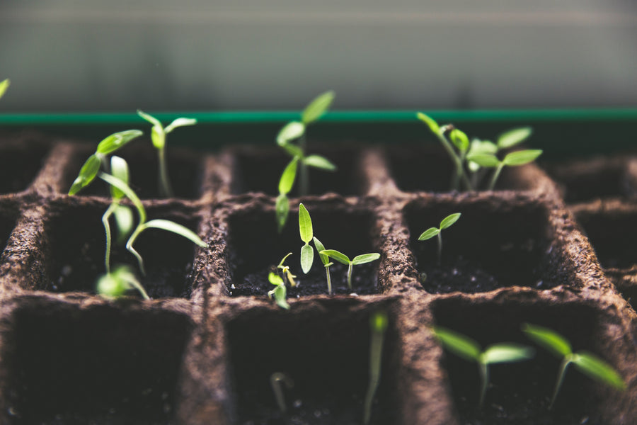 Can We Practise Composting in Space-Strapped HDBs in Singapore?
