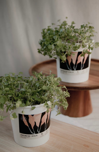Microgreens Starter Kit - Chinese Kale