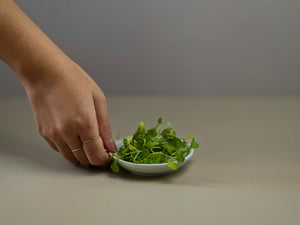 Microgreens Starter Kit - Chinese Kale