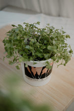 Load image into Gallery viewer, Microgreens Starter Kit - Chinese Kale