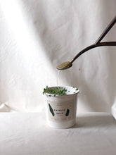 Load image into Gallery viewer, Message Microgreens Gift Set: MUM
