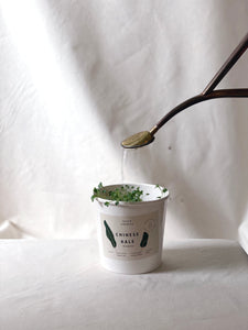 Message Microgreens Gift Set: MUM