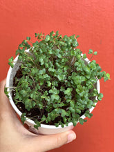 Load image into Gallery viewer, Message Microgreens Gift Set: MUM