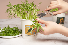 Load image into Gallery viewer, Message Microgreens Gift Set : THANKS!