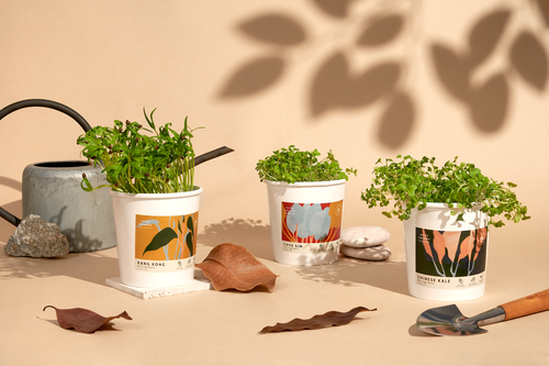 Microgreens Starter Kits - Local Vegetables
